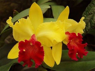 Orquidário Maria Sílvia Ostetto