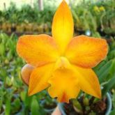 Orquídea Lc. Itaipava x Blc. Pokai Tangerine